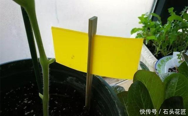 中招|冬天做“2件错事”,花盆里飞出“小黑飞”,你中招了吗?