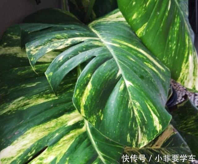 绿萝养久了,居然变成了龟背竹,还开背了!