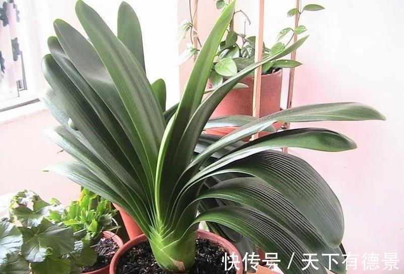 肉质根|8月该如何“唤醒”君子兰?照顾到这4点,盆栽9、10月开花早