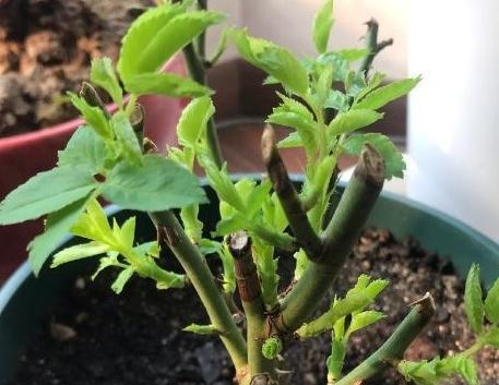 有机肥|月季花秋冬该怎么施肥,三种苗情施肥大不同