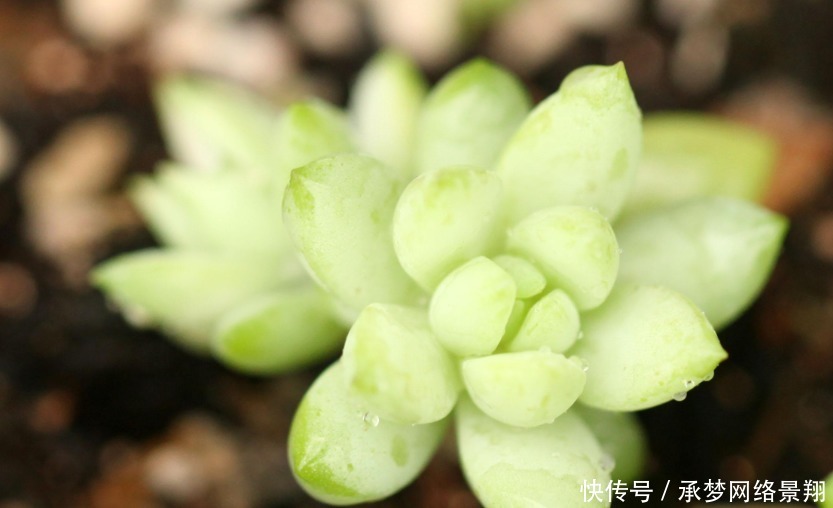 养多肉土壤怎么配?酸碱度应放在第一位,多肉轻松变得胖乎乎