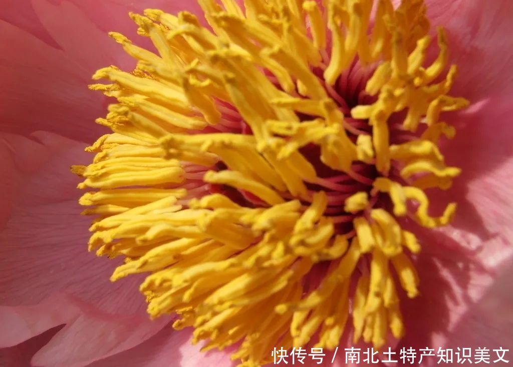 花蕊|牡丹花蕊茶:此茶只应天上有