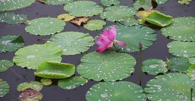 白云苍狗&李煜最精致的一首词,字字清新,道尽人生幻灭,凄艳千古