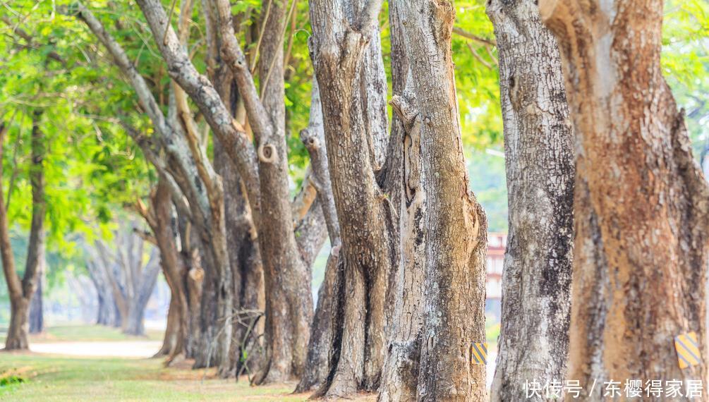 院子里有空地,就种“四大名贵树”,越大价值越高