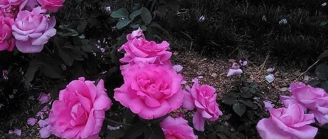 技巧|让家里的盆栽月季开的花又大又香,只用了一个技巧