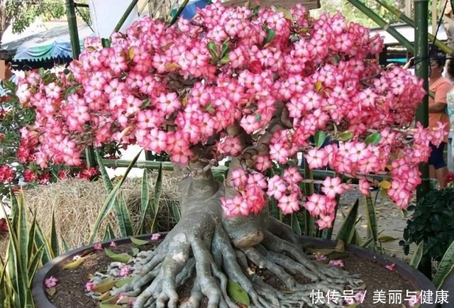 沙漠玫瑰“八爪根”完整教程,自己在家就能做,2年后价值翻几倍!