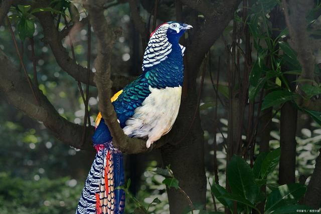 雄雉#诗词:群鸟千寻来贺喜，闻言仙凤显凡尘