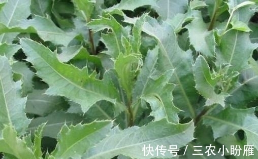 叶片|过去不识货以为是无用杂草，其实嫩叶的食用价值高，城里一斤8元