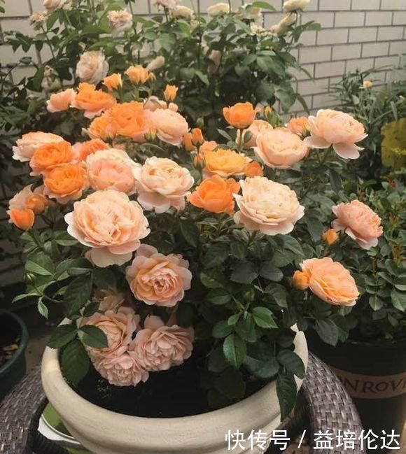 养一盆全年有花看,这“3种花”很热潮,好看又好养,关键花苞多