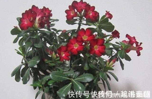 虫子|花盆里有虫子怎么办教你一招，让花盆内永远不生虫