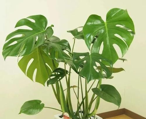  福增寿|叶子形状奇特如龟背，添福增寿意绵长，龟背竹养护跟着专家这样