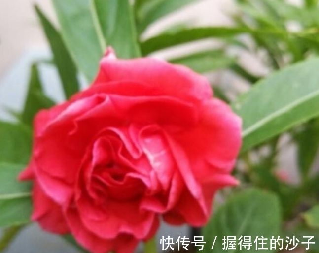 鸡冠花|4种花是花卉中的佼佼者,一开就是几百朵,五颜六色超漂亮!