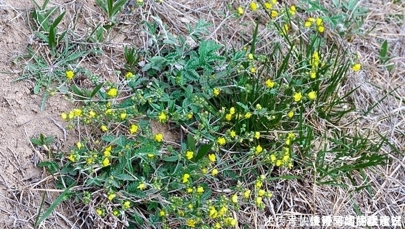 人参|根似人参却不是“参”,长在农村过去常忽视,如今20元一斤