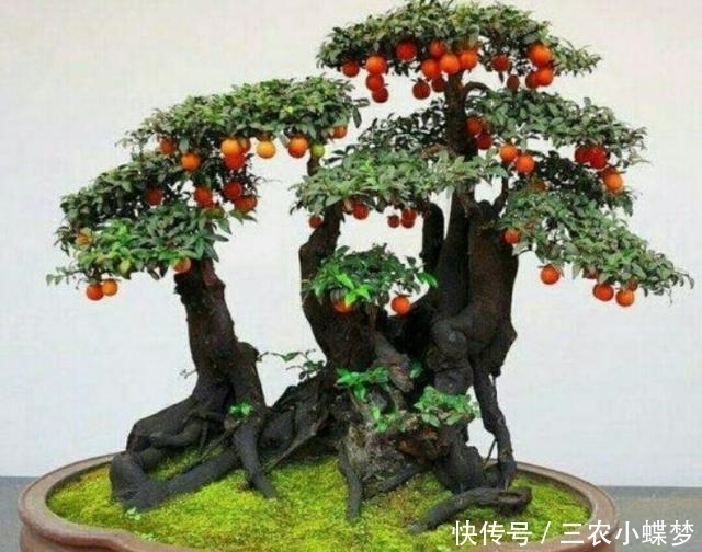 家中|怎样养护好家中的金弹子盆景