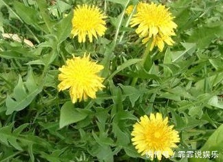 不宜食用|蒲公英泡水百利但有3害，很多人不清楚，现在清楚还不晚，了解下