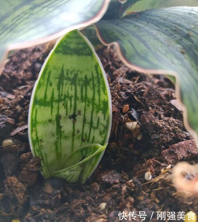 虎皮兰对花盆居然有选择,选对花盆,虎皮兰抽芽快不烂心