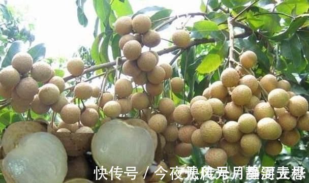 桂圆桂圆|人到中年想长寿,推荐3类食物,养颜抗衰,疏通血管,增强体质