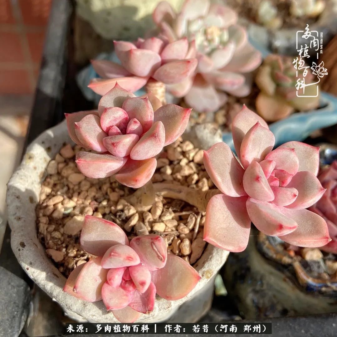 迷你小院儿，种满多肉、花草和蔬果，沉醉在自己的世外桃源！