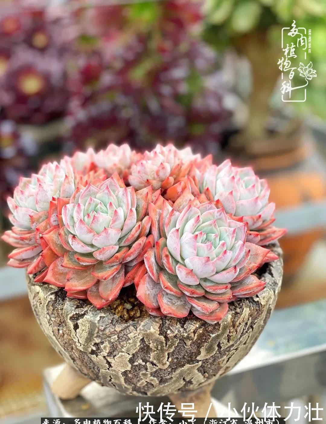 多肉|繁华落幕尽铅华,姹紫嫣红刹那,余生不长,因爱而芳华!