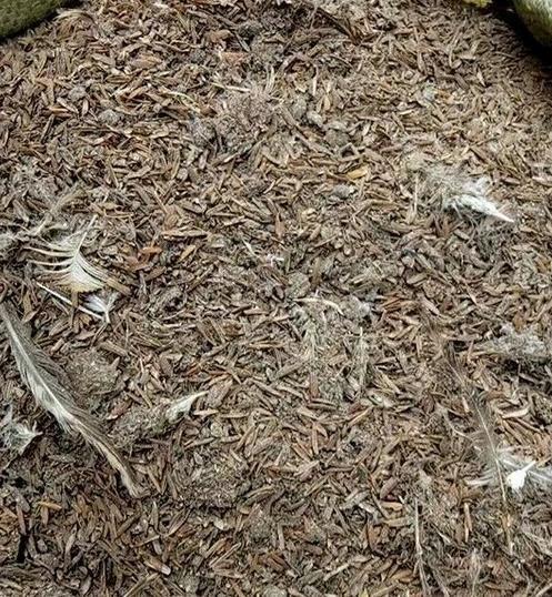 发酵鸡粪、羊粪、蚯蚓粪,到底该选哪一种?看完终于不再迷惑了