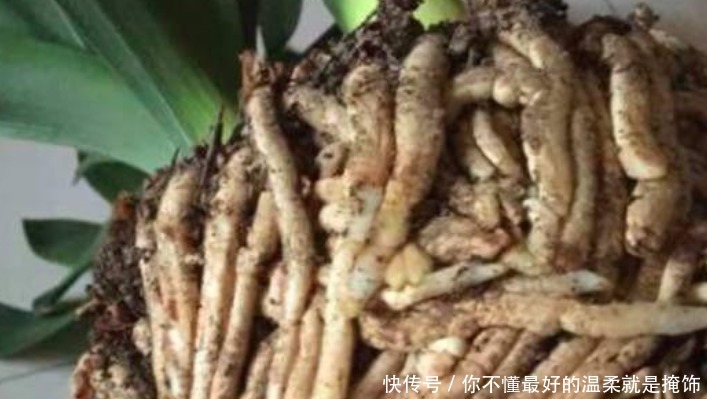 养了10年的君子兰,打翻看到它根部后,你还敢养这植物吗