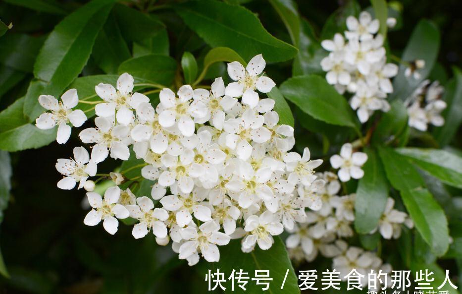 7种“吉祥果”,家里种一棵,喜气洋洋又“富贵”