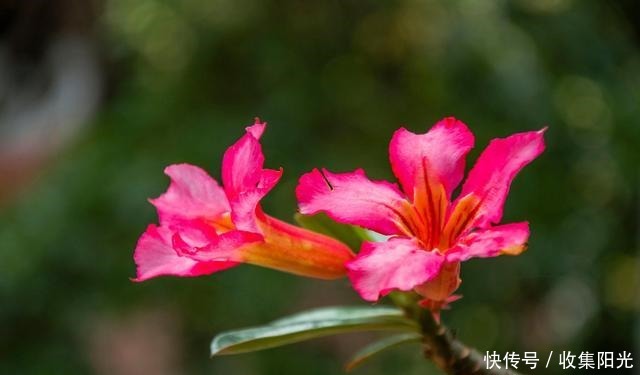 5月这6种花随便养，大肥大水大太阳，开成“大花球”！