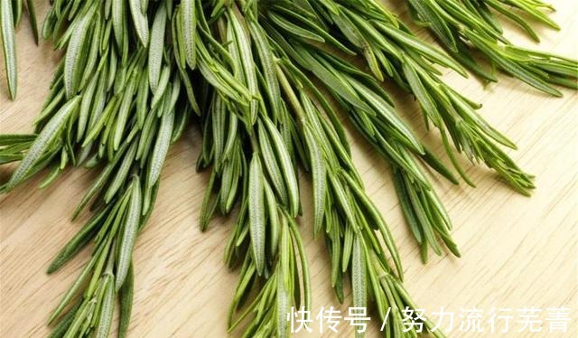 叶子|适合家中养的三种花卉，不仅好看还能防蚊虫，新手也可以轻松养活！