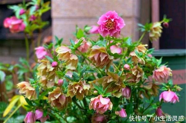 天冷的地方,我建议你养这5种花,开花非常漂亮,扛冻能力杠杠的!