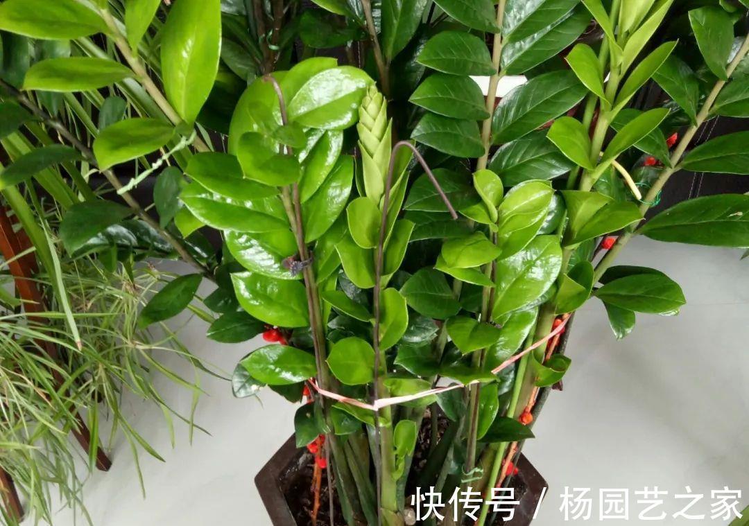 懒人|金钱树“很特殊”，土豆茎上挤满芽，懒人才能养好它