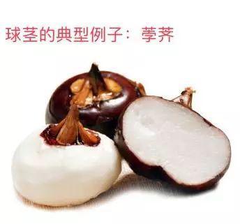 仙客来|想要养好球根花卉,这4点要注意,赶紧学起来,每年都可以开花