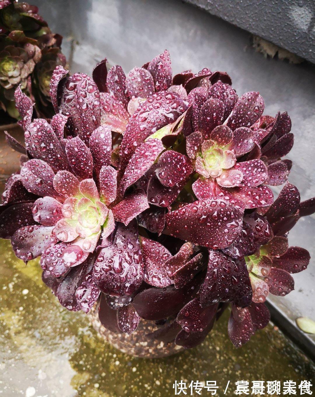 花友|这“三种花”爱淋雨，入春让它们“淋一淋”，撒欢长芬芳小半年