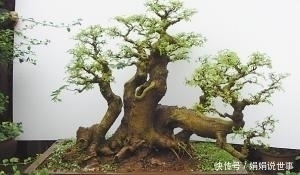 种树|在野外常见的5种树,挖回家制作成盆景,观赏性很高