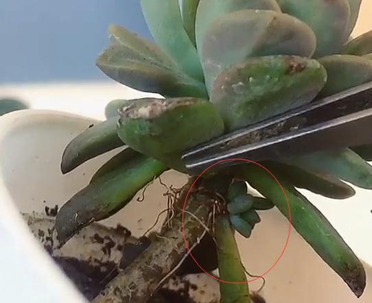 多肉植物长得不饱满,活动一下叶片,让你的多肉长满侧芽