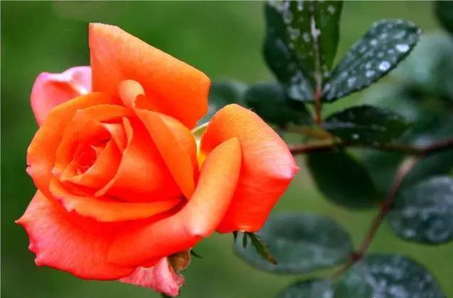 中国十大名花欣赏,美极了!