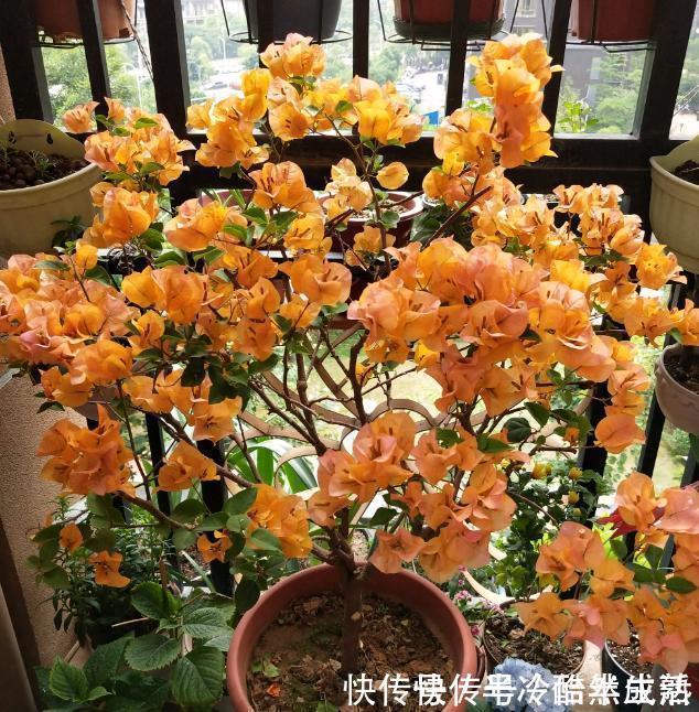 三角梅这些品种最勤花，一年四季开不停，花多得不见叶！