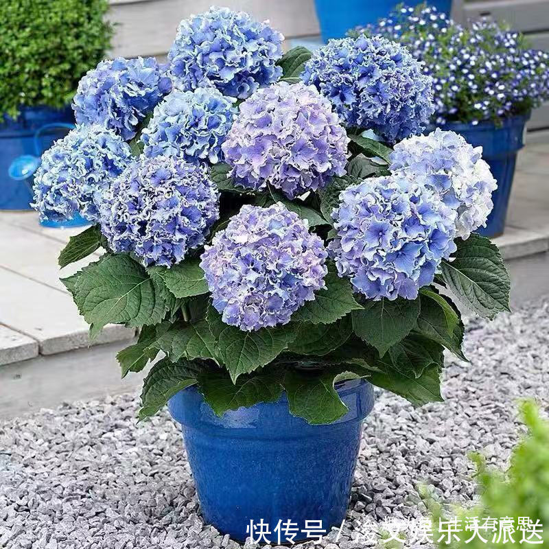 7月7花，生长在烈日下的“骨气花”，不死不伤，还能持续爆盆！