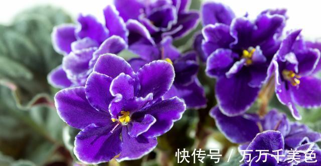 花卉|3种耐阴植物,还是同科的“亲戚”,养殖在北阳台上,照样开满花