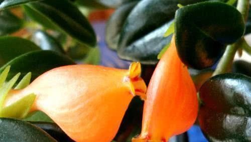 这种“盆栽”,会开出“金鱼”花,家里养一盆,猛爆“小金鱼”