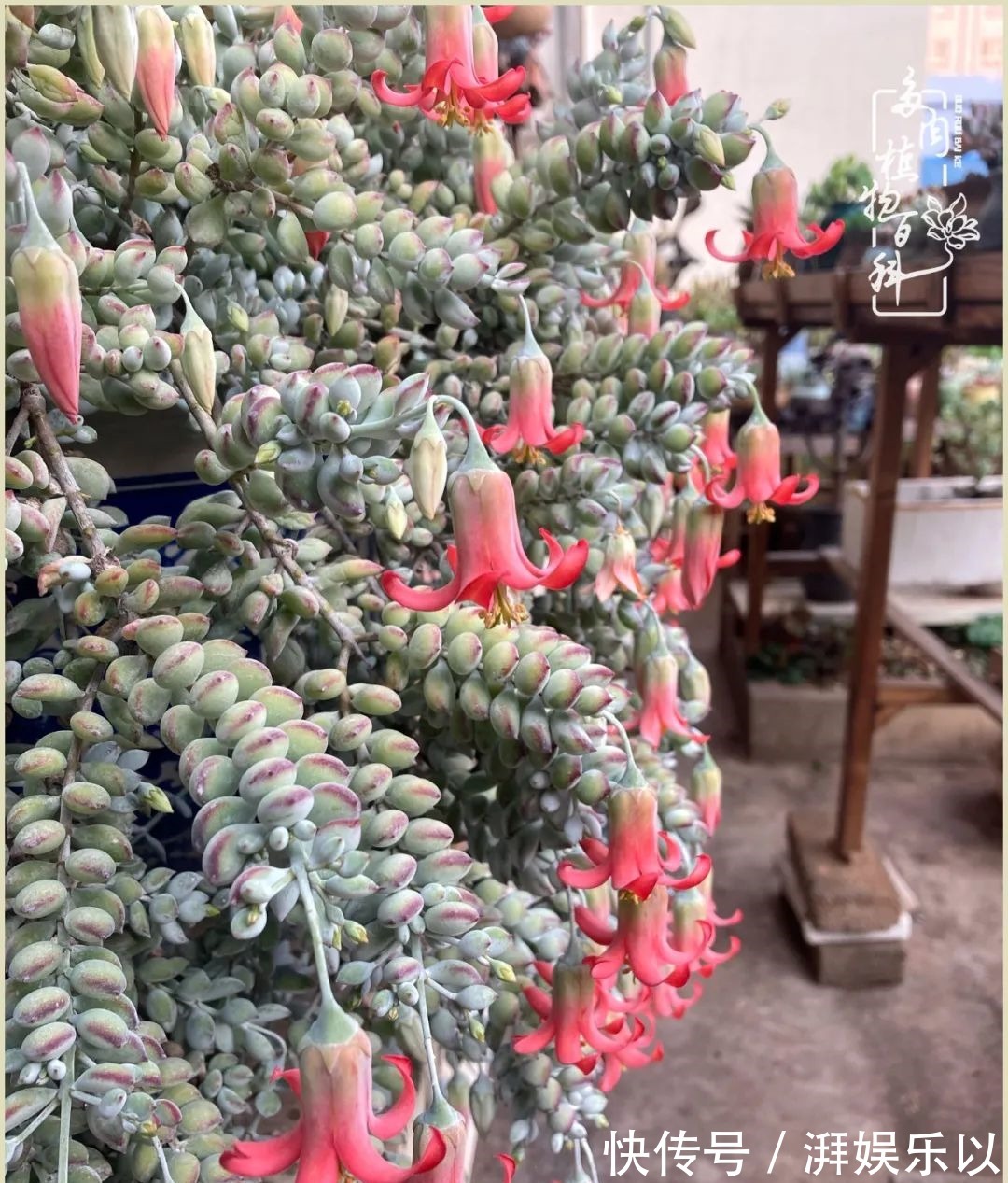 遇见即美,花事未荼蘼!种一桌子多肉,看花开花落!