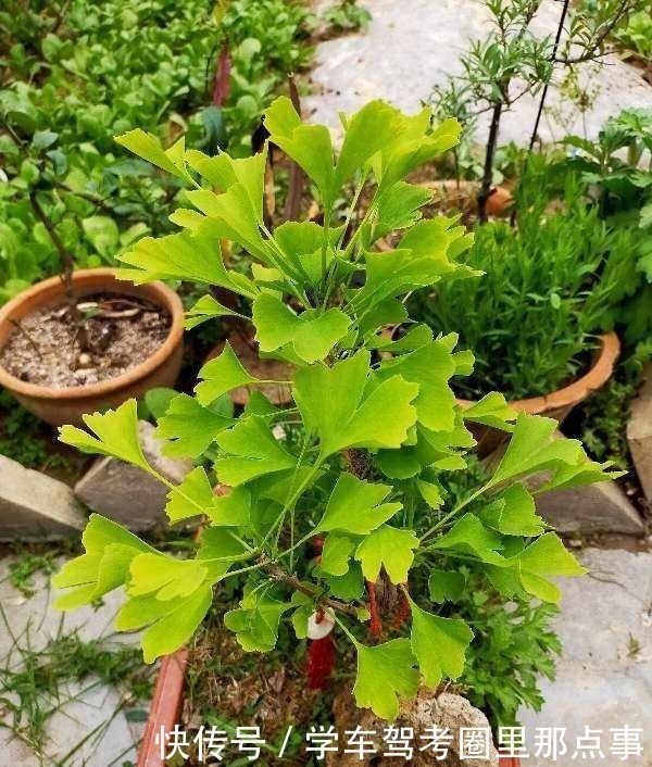 能活几十年的花,家里养一盆,还能作传家宝!