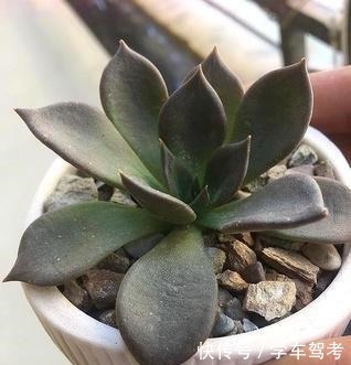 多肉皱巴巴，浇水也不活教你4招，养的圆滚滚，红扑扑！