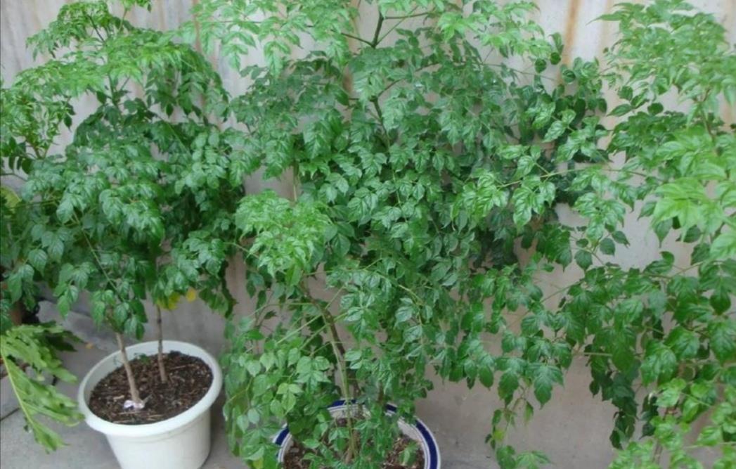 养幸福,树叶子发黄干枯,该如何解决?