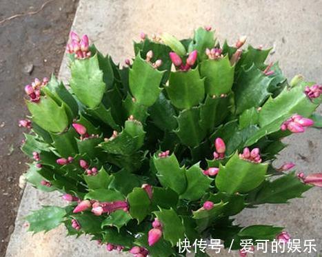 养蟹爪兰是否嫁接很关键,做好了区分,越养越省心