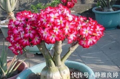 浇水|比仙人掌还耐活的花，几乎全年不用浇水，花色艳丽，花期长8个月