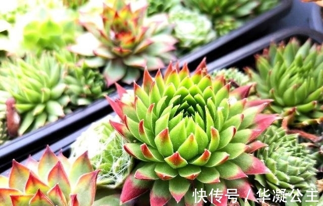 这“三多肉”是超生游击队,撸叶又冒一大片,小半年养成肉墩子