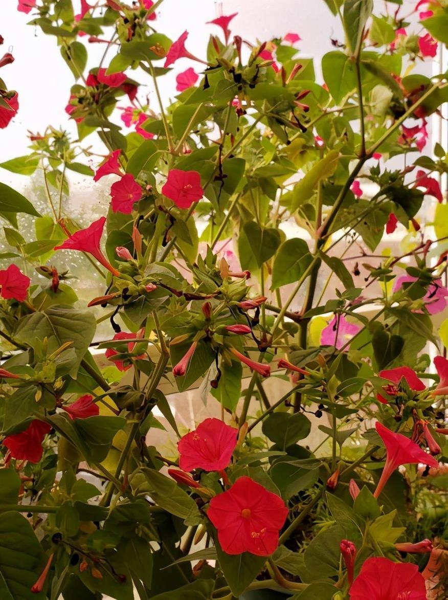 牵牛花|很容易养活繁殖的3种“漂亮花”,长得到处都是,开花也挺多的