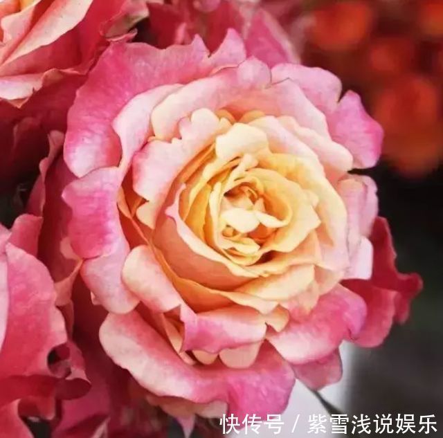 客厅养花,不如养盆“玫瑰精品”3D玫瑰,花瓣层层叠叠,如梦如幻