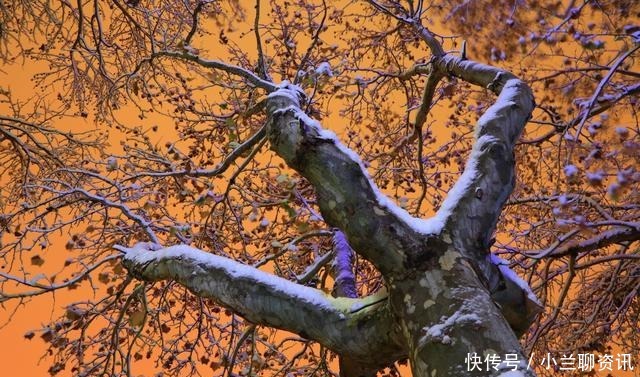 凄艳|李煜最精致的一首词,字字清新,道尽人生幻灭,凄艳千古