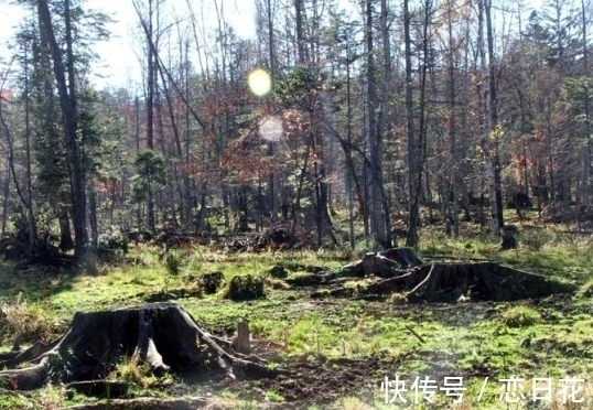 摄制组&小山村频发异象,为何野猪常年只攻击此地?奇特坑洞又从何而来?